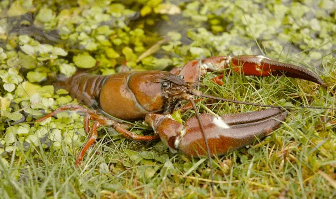 Avoiding Crayfish Carp Fishing