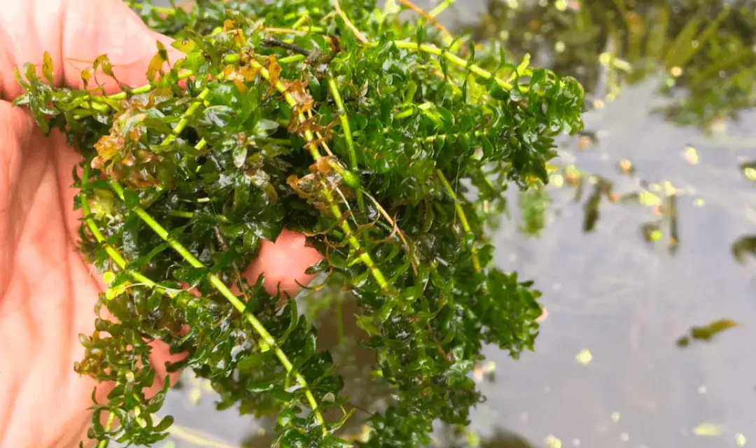 Carp Fishing in Heavy Weed: Top Tips for Success
