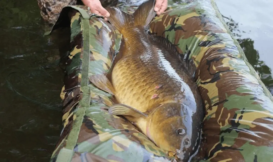 Tips for Hot Weather Carp Care