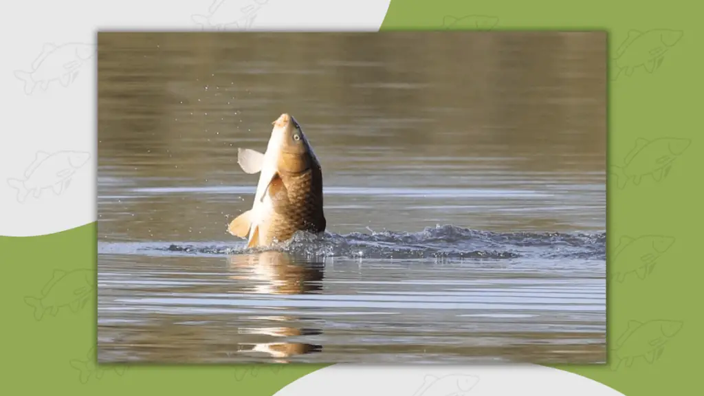 carp jumping out of water