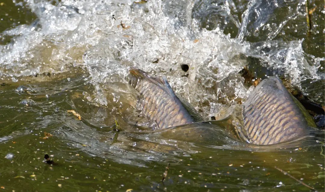 When Do Carp Spawn in The UK?