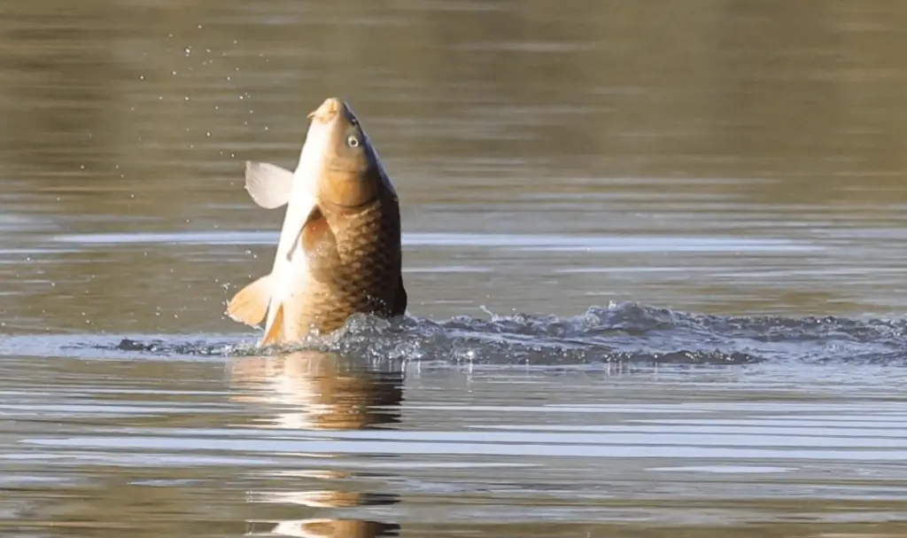 why do carp jump out of the water?