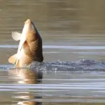 why do carp jump out of the water?