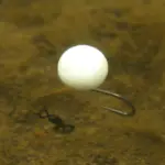 carp fishing in october