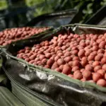 how to store boilies