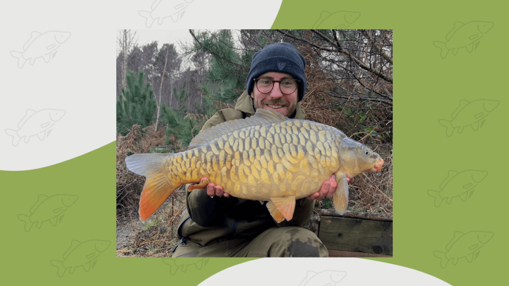 fully scaled mirror carp