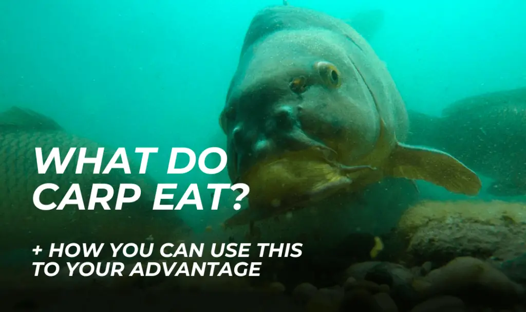 what do carp eat?