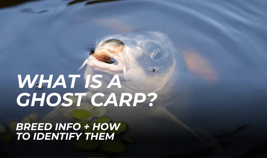 What is a Ghost Carp? (Breed Info & How to Identify Them)